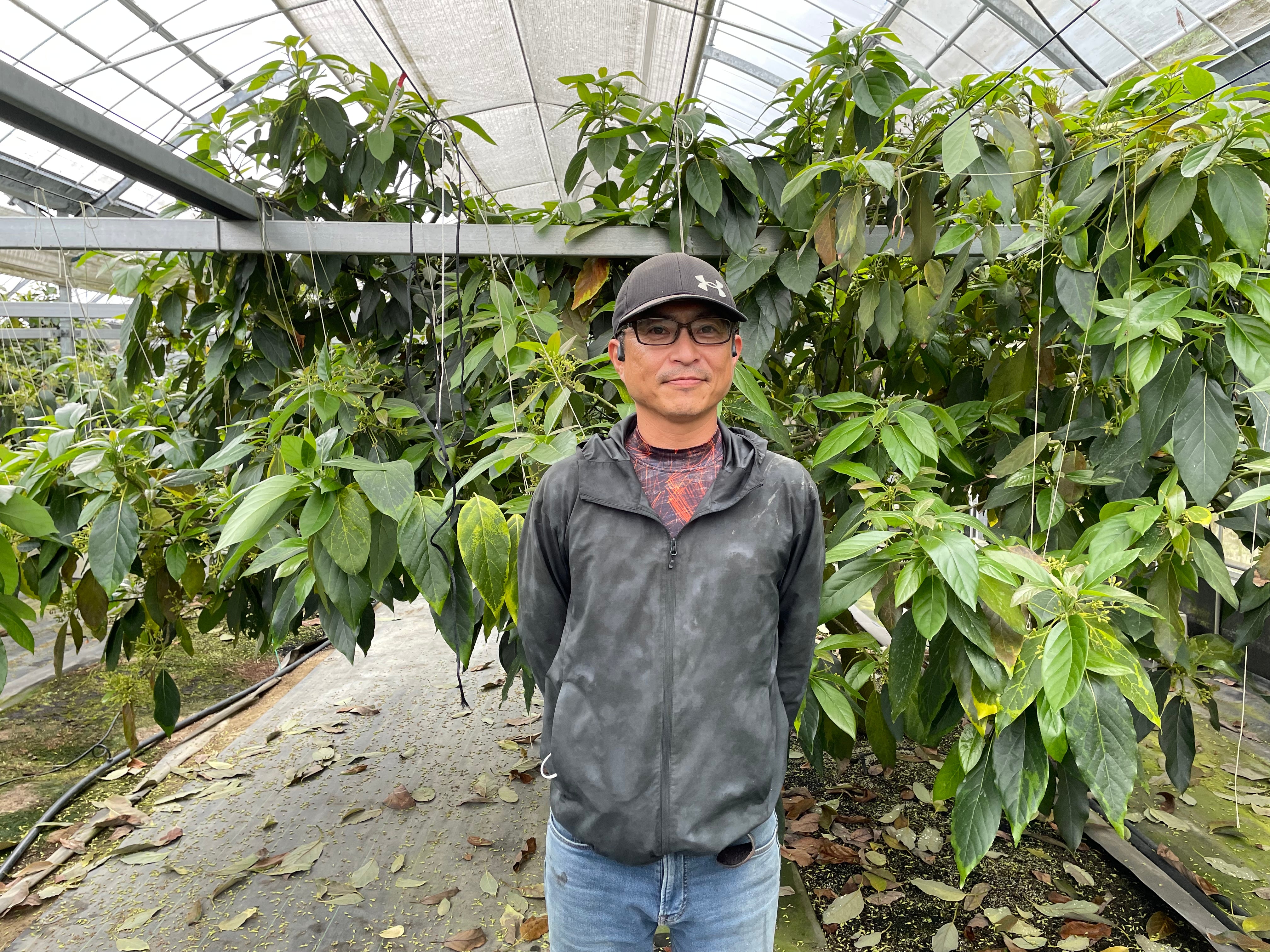 極上なアボカド生産者、横山さんの「ひなたプリンセス」