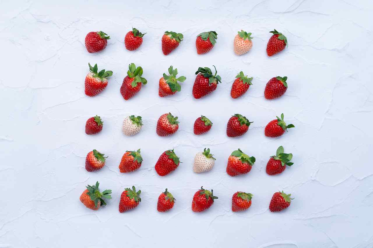 🍓いちご12種食べ比べのご紹介🍓