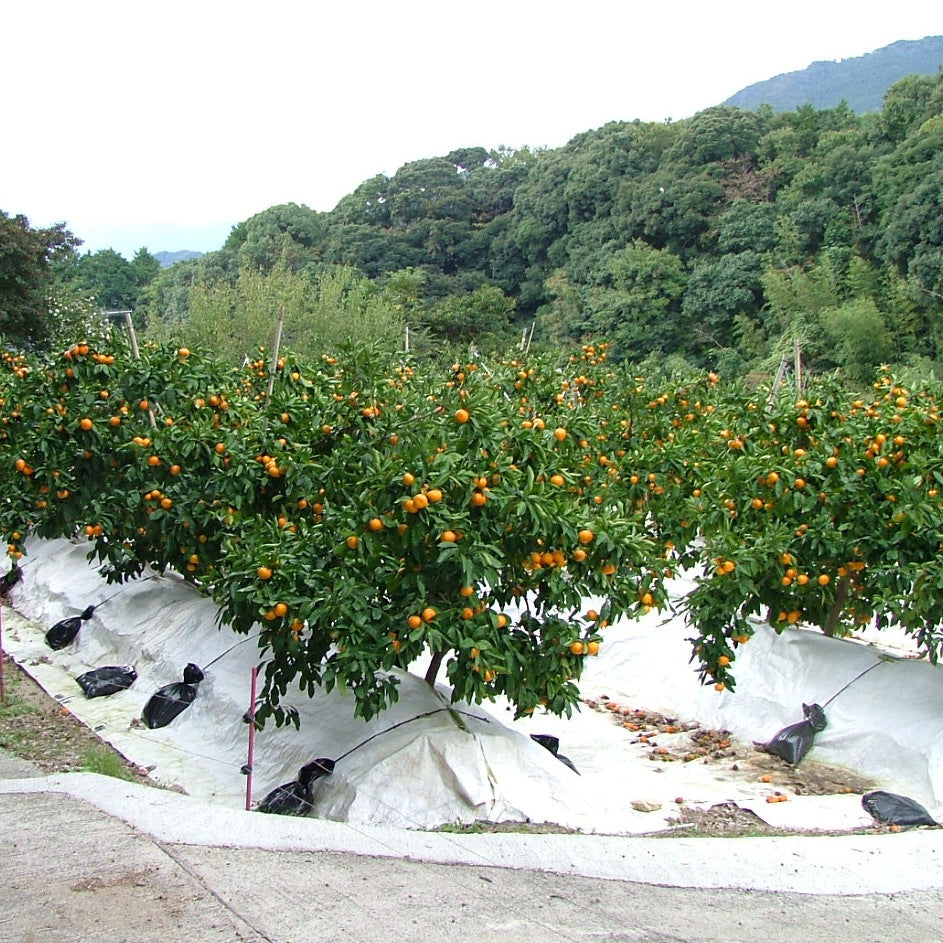 福岡県糸島産 紅まる君 | 南国フルーツオンラインストア