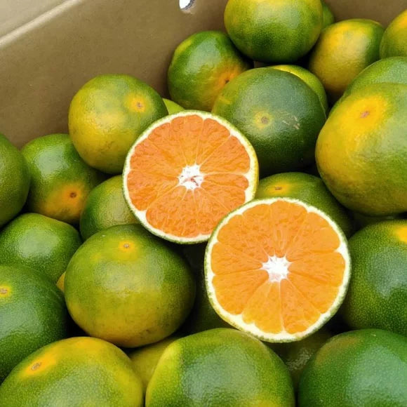【予約販売】福岡産 早味かん(はやみかん)