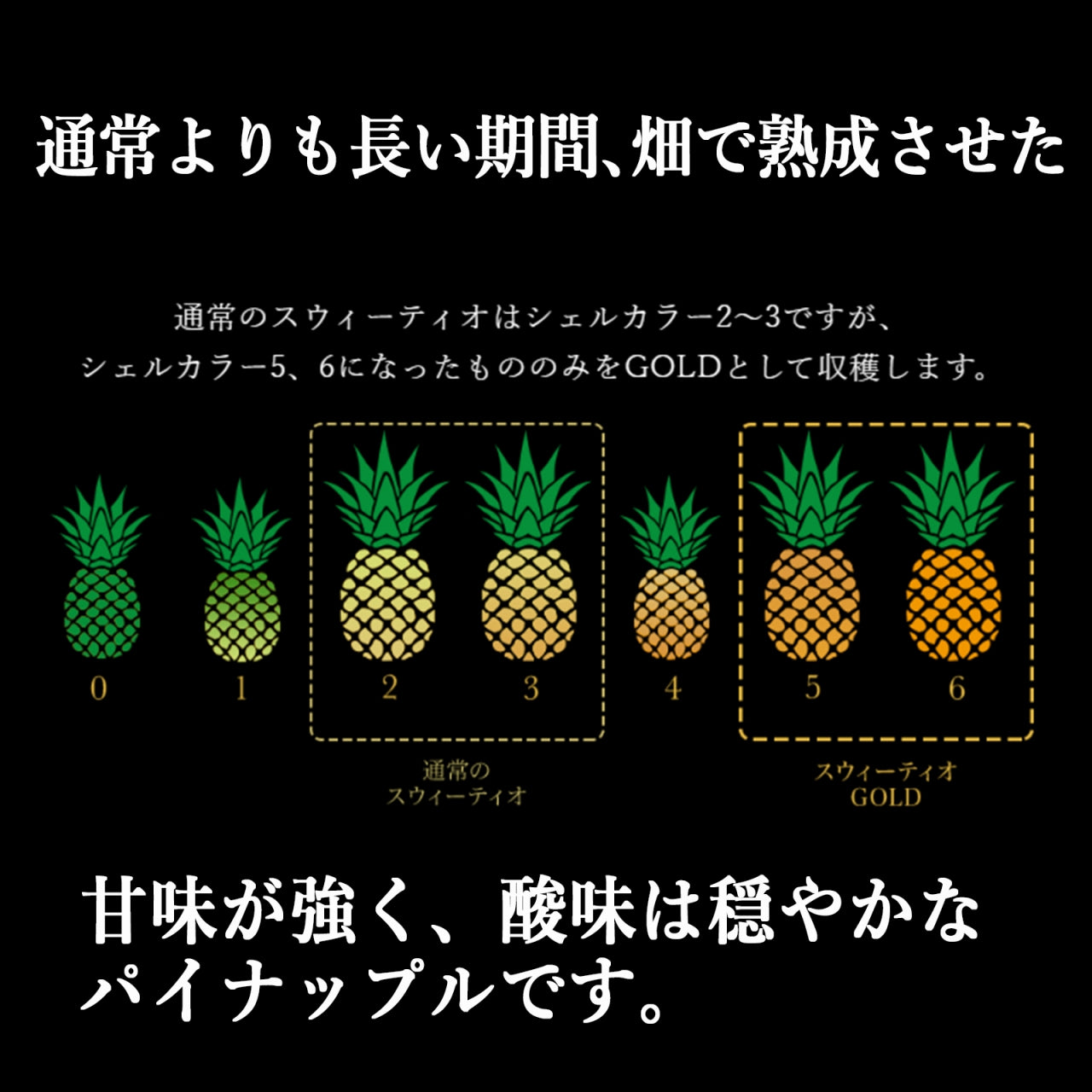 フィリピン産 スウィーティオパイン GOLD
