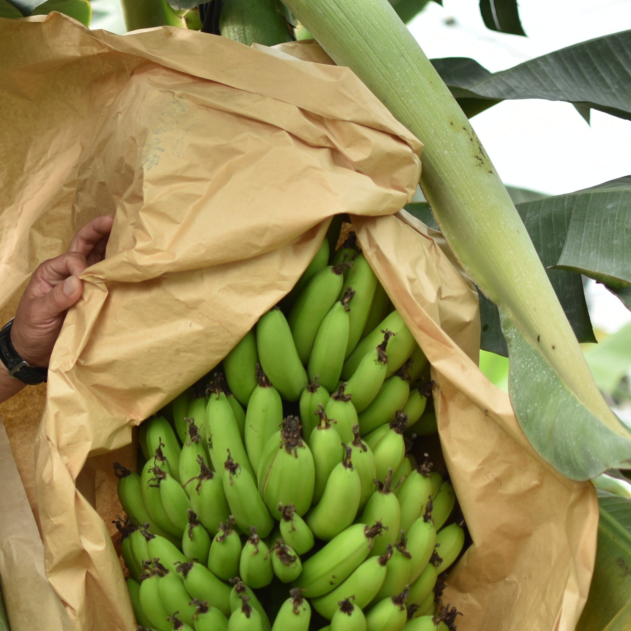 長崎産 バナナ なかなかバナナ | 南国フルーツオンラインストア