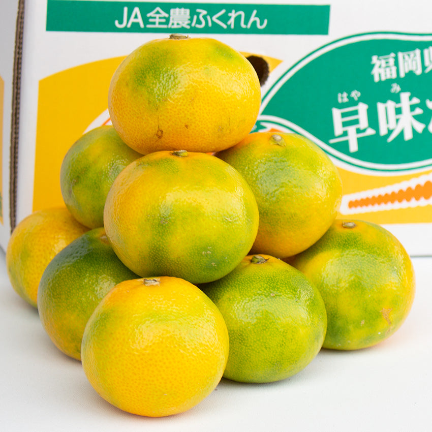 【予約販売】福岡産 早味かん(はやみかん)