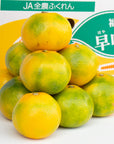 【予約販売】福岡産 早味かん(はやみかん)