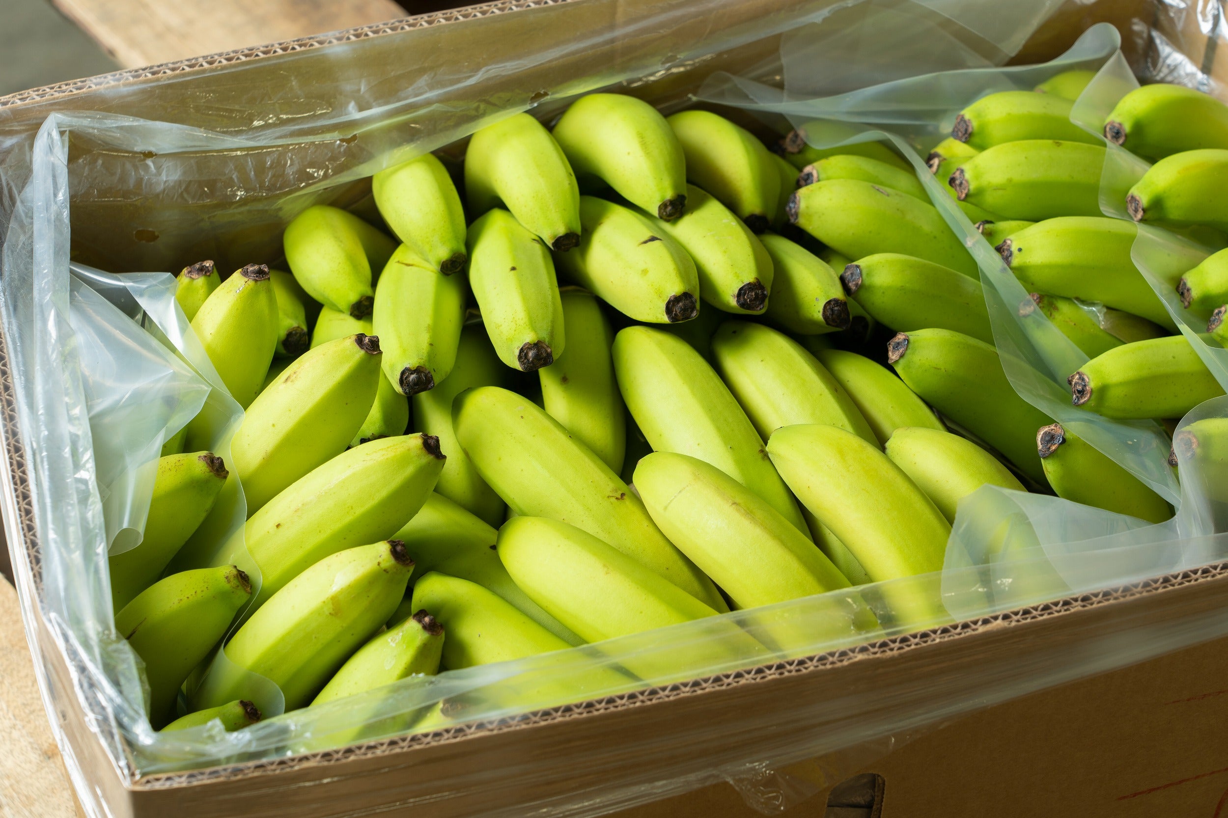 フィリピン産　バナナ|南国フルーツオンラインストア