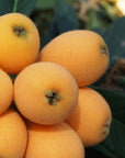 旬のフルーツセット H02 (木箱)